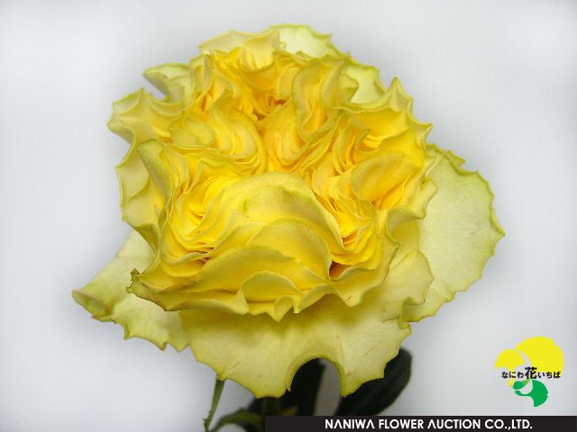 Rosa La Campanella Yellow.jpg